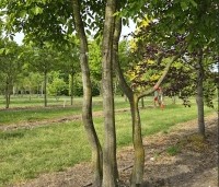 Carpinus betulus - Haagbeuk - 1
