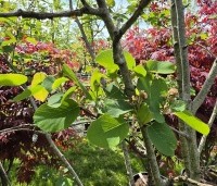 Amelanchier spicata - Dwerg krentenboompje - 1