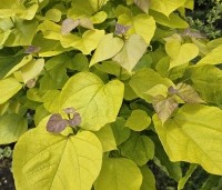 Catalpa bignonioides 'Aurea' - Gouden trompetboom - 1