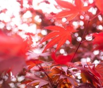 Acer palmatum 'Atropurpureum'