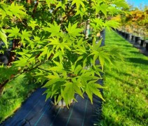 Acer palmatum 'Sangokaku'