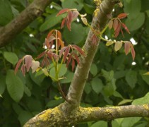 jong blad Juglans regia 
