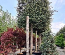 Quercus Ilex solitairen leivorm