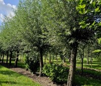 Salix alba - Schietwilg - 5