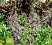 Salix alba - Schietwilg - 7