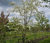 Cornus 'Eddie's White Wonder' - Grootbloemige kornoelje - 2