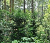 Taxus baccata - Venijnboom - 1