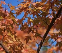 Acer palmatum 'Sangokaku' - Japanse Esdoorn 'Sangokaku' - 4
