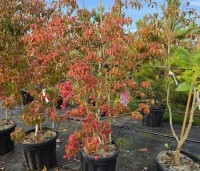 Cornus kousa 'Scarlet Fire' - Japanse kornoelje - 1