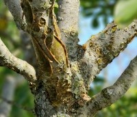 Maackia amurensis - Amur kurkboom - 2