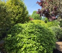Fagus sylvatica - Groene beuk - 3