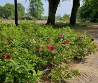 Rosa rugosa - Japanse Bottelroos - 1