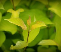 Cornus alba 'Aurea'