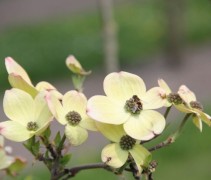 Cornus Ascona