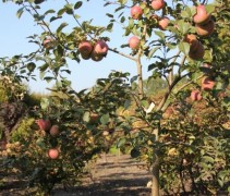 Malus domestica 'Fuji Kiki 8'
