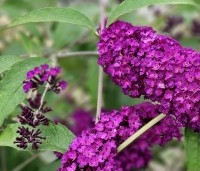 Buddleja davidii 'Royal Red' - Vlinderstruik 'Royal Red' - 1