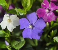 Vinca minor - Kleine maagdenpalm blauw - impressie vinca minor TRICOLOR