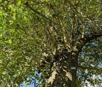 Olea europea - Olijfboom - 2