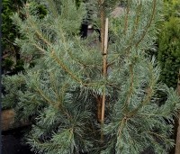 Pinus sylvestris 'Norska' - Grove Den 'Norska' - 1