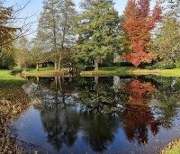 Liquidambar styraciflua - Amberboom - rood blad