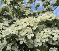 Cornus kousa 'Venus' - Japanse grootbloemige kornoelje ‘Venus' - 3