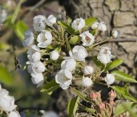 Pyrus com. 'Bonne Louise d'Avranches - Pyrus com. 'Bonne Louise d'Avranches - 4