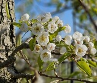 Pyrus com. 'Bonne Louise d'Avranches - Pyrus com. 'Bonne Louise d'Avranches - 2