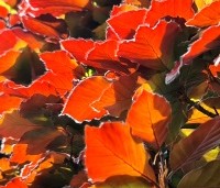 Fagus sylvatica 'Atropunicea' - Rode beuk - 1