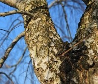 Betula pendula - Ruwe berk - 10
