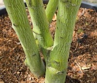 Acer davidii  - Chinese esdoorn - 4