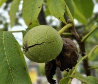 Juglans regia 'Plovdivski' - Walnoot 'Plovdivski' - 2