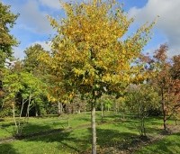 Sycoparrotia semidecidua - Schijnparrotia - 2