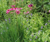 De Agastache 'Blue Fortune' in vakbeplanting gecombineert met Zonnehoed en siergras