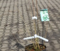Philadelphus Virginal