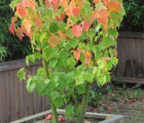 Acer Rufinerve