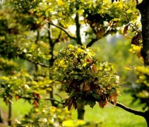 Beuk, tuinbonsai in verschillende maten en vormen te bewonderen in Apeldoorn!