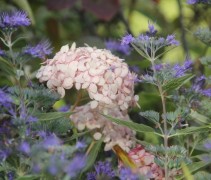 Caryopteris Heavenly Blue