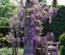 Wisteria sinensis Prolific