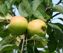 Malus domestica 'Gravensteiner'
