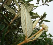 onderzijde blad Viburnum ‘Pragense’