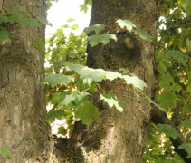 stam Acer pseudoplatanus