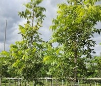 Carya illinoinensis 'Pawnee' - Pecannoot - 1