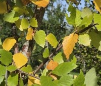 Betula nigra - Zwarte berk - 4