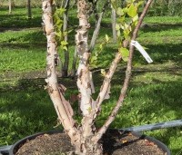Betula nigra - Zwarte berk - 3