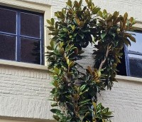 Magnolia grandiflora - Magnolia grandiflora - 5