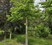 Liquidambar formosana var. monticola - Taiwanese amberboom - 2