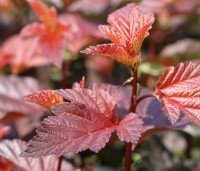 Physocarpus opulifolius 'Andre' - Blaasspiraea  'Andre' - 1
