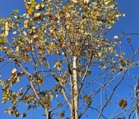 Betula pubescens - Zachte Berk - 1