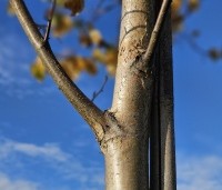 Betula pubescens - Zachte Berk - 2