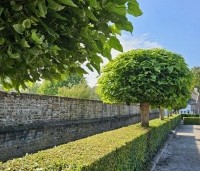 Catalpa bignonioides 'Nana' - Bolcatalpa - 3